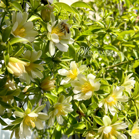 Barbados Gooseberry