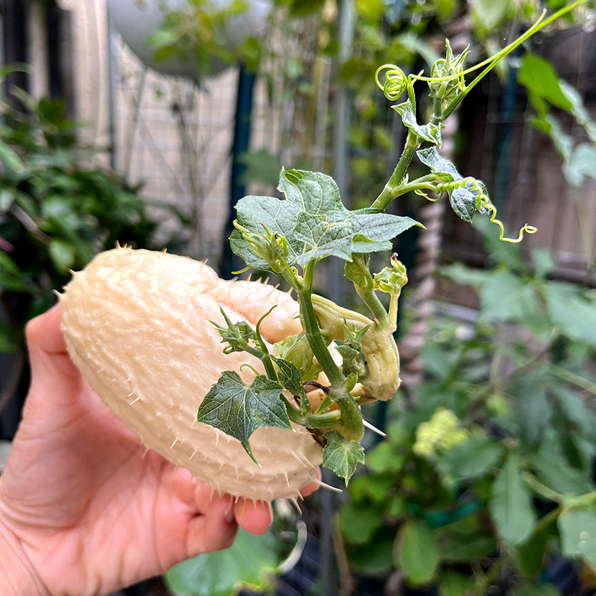 Cream Spiky Chayote