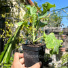 Green Tree Collard