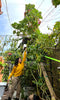 Green Tree Collard