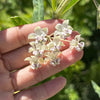 Hairy Balls (Milkweed)