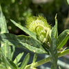 Hairy Balls (Milkweed)