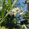 Hairy Balls (Milkweed)