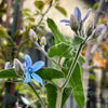 Heavenly Blue Tweedia (Milkweed)