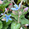 Heavenly Blue Tweedia (Milkweed)