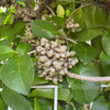 Madeira Heartleaf Vine