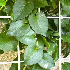 madeira vine herbicide Madeira Heartleaf Vine – Gardens of Wendiland