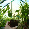 Fish Mint Plant *Coming Soon!*