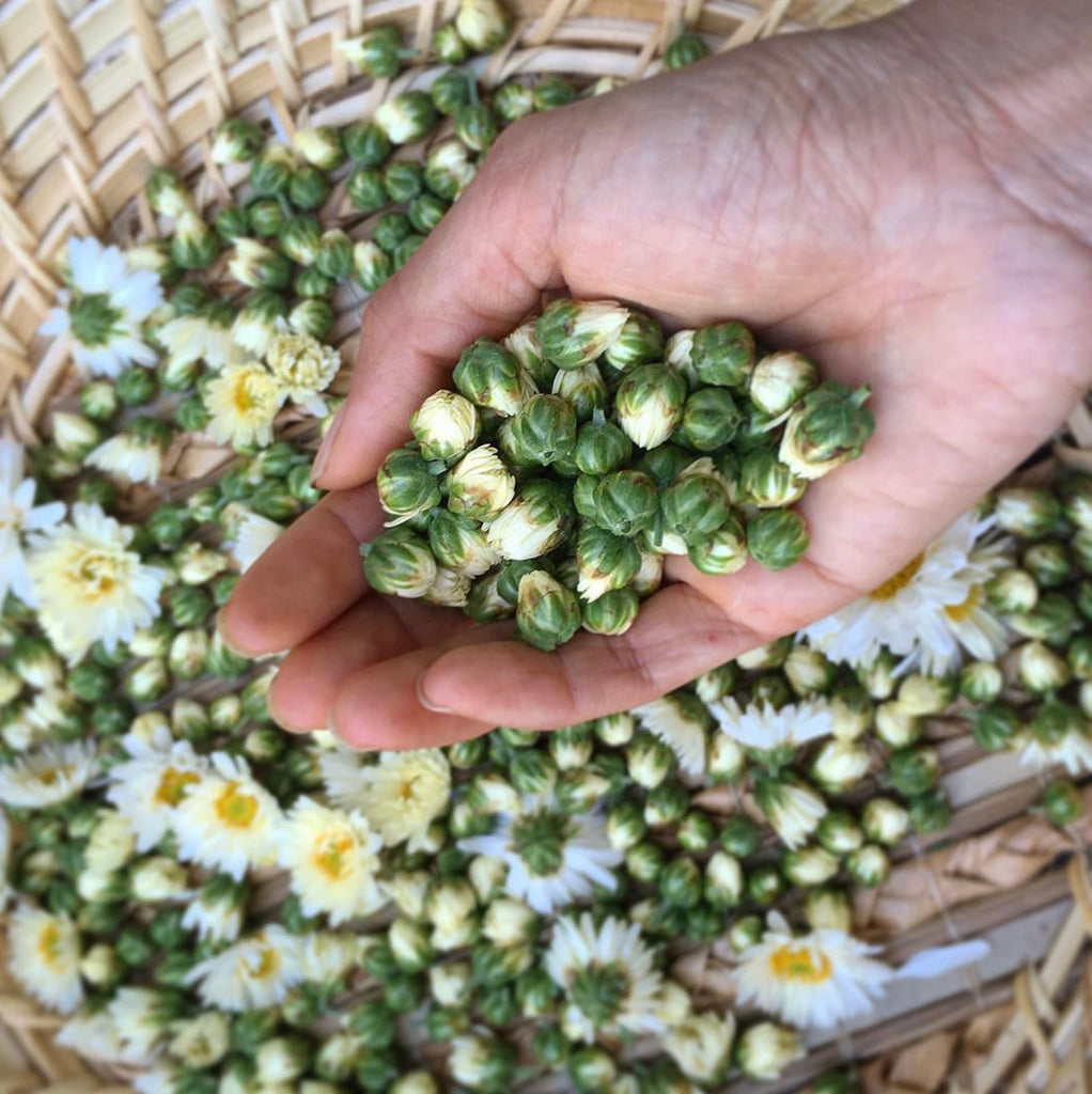 Chinese Chrysanthemum
