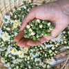 Chinese Chrysanthemum