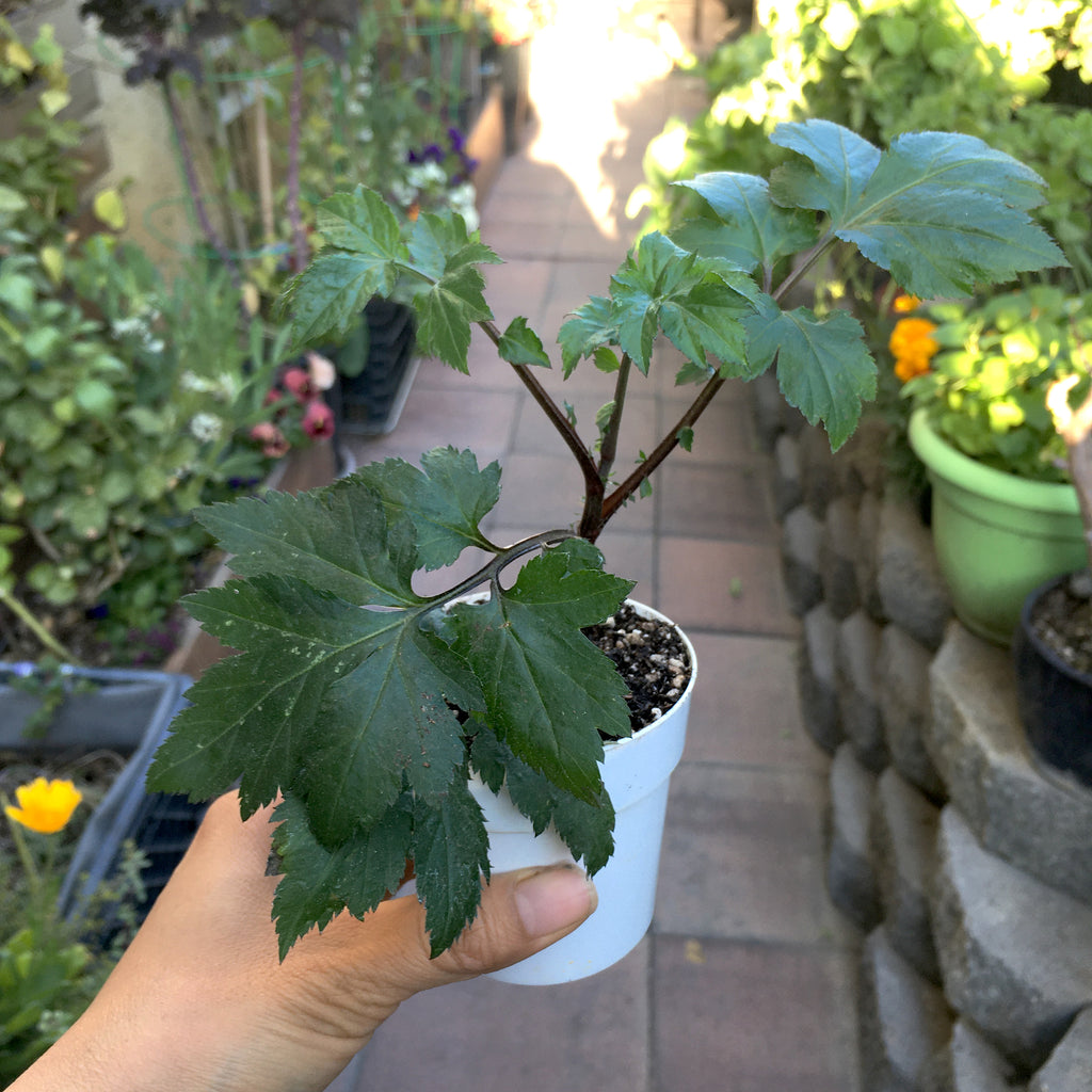 Yomogi Japanese White Mugwort (Tonic Herb)