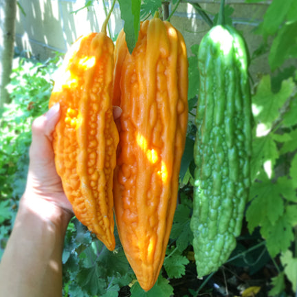 Bitter Gourd AKA Bitter Melon Seeds
