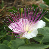 Caper Plant