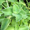 Cuban Oregano Cuttings