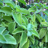 Cuban Oregano Cuttings