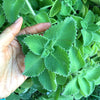 Cuban Oregano Cuttings