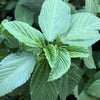 Egyptian Spinach Seeds