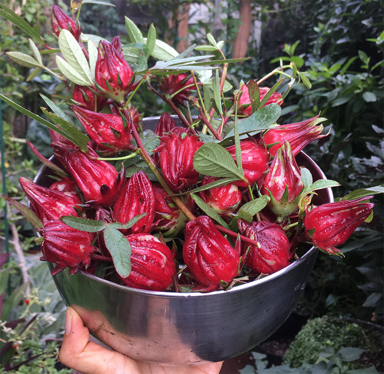 Roselle Hibiscus Seeds