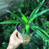 Pandan Asian Herb