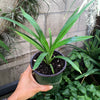 Pandan Asian Herb