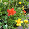 Purslane Cuttings