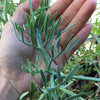 Rock Samphire Plant