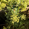 Rock Samphire Plant