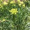 Rock Samphire Plant