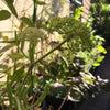 Rock Samphire Plant