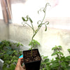 Rock Samphire Plant