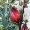 Roselle Hibiscus Seeds