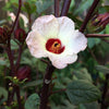 Roselle Hibiscus Seeds