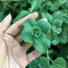 Menthol Plant Cuttings