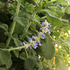 Menthol Plant Cuttings