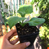 Yacon (Peruvian Ground Apple)