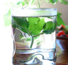 SALE! 2 Ashitaba AKA "Tomorrow Leaf" Plants