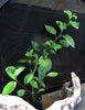 Large Gynura Procumbens / Ashitaba ( Longevity Plant for Diabetes and High-Cholesterol )