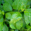 Large Gynura Procumbens / Ashitaba ( Longevity Plant for Diabetes and High-Cholesterol )