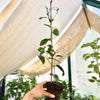 Grass Jelly Vine