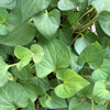 Fish Mint Plant *Coming Soon!*