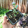 Caper Plant