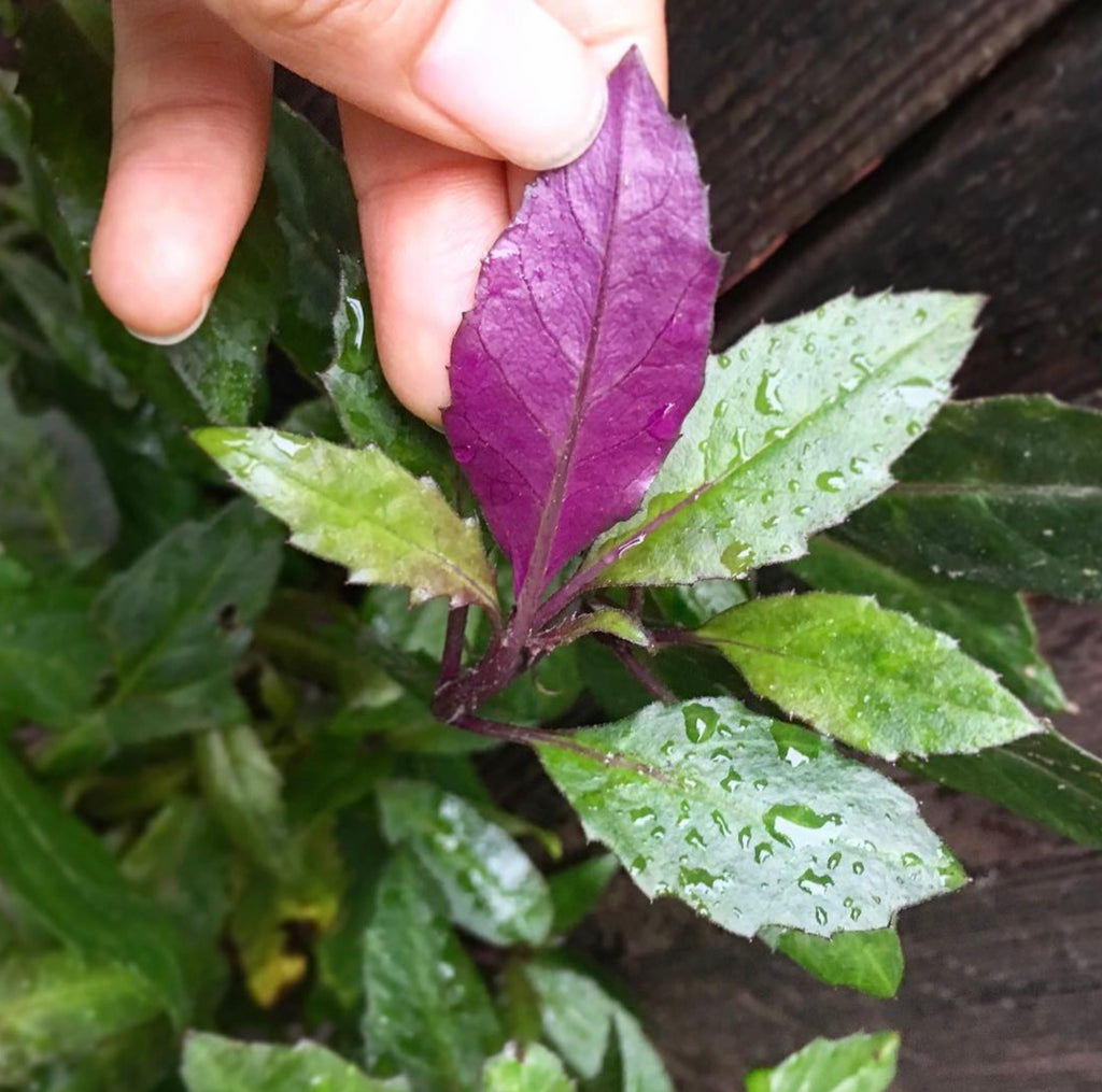 Okinawa Spinach