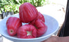 Jambu Wax Apple Plant ( Black King Kong ) *Coming Soon!*