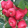 Jambu Wax Apple Plant ( Black King Kong ) *Coming Soon!*