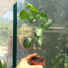 Magenta Leaf Plant AKA Lá Cẩm -- Natural Food Coloring!