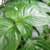Magenta Leaf Plant AKA Lá Cẩm -- Natural Food Coloring!