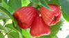 Jambu Wax Apple Plant ( Black King Kong ) *Coming Soon!*