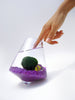 Marimo in the Rocking Playground -- Discounted!