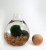 Marimo in the Cozy Home