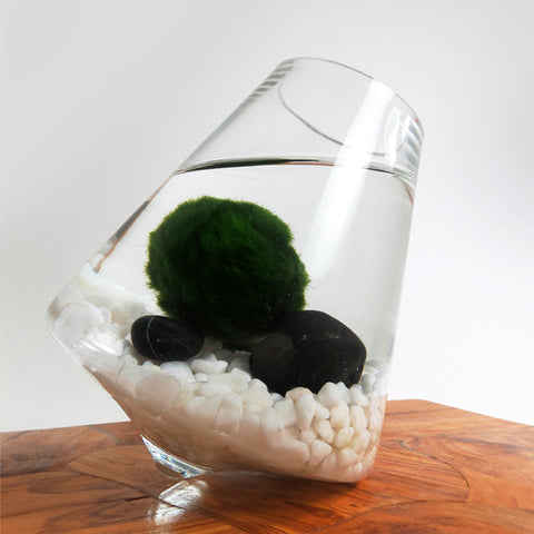 Marimo in the Rocking Playground -- Discounted!